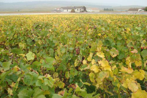 best French champagnes