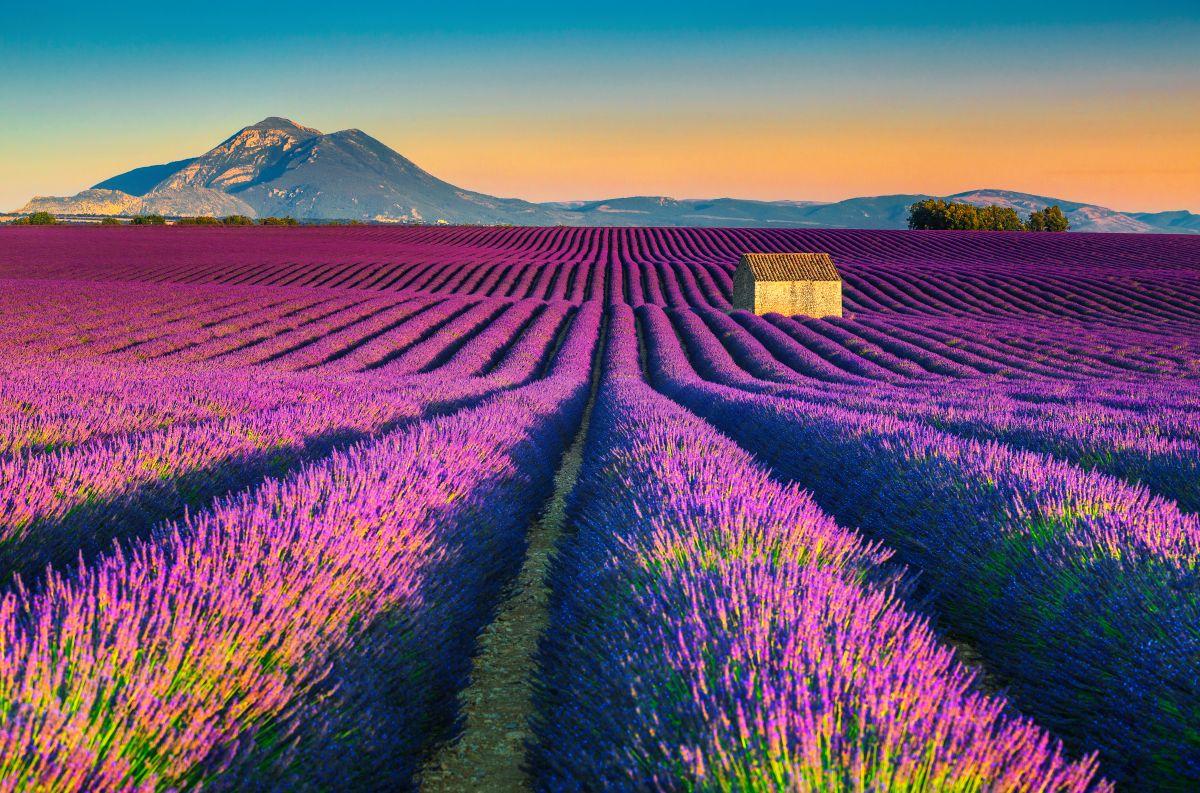 Les champs de lavande à Valensole, en Provence, dans le sud de la France.