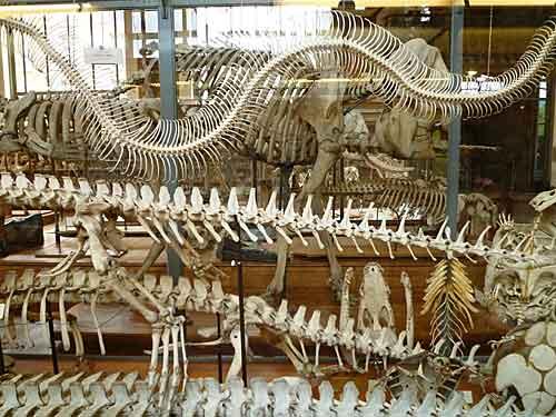Jardin des Plantes, Museu de Paleontologia