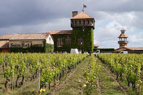 Vinhedo Château Haut Smith Lafitte