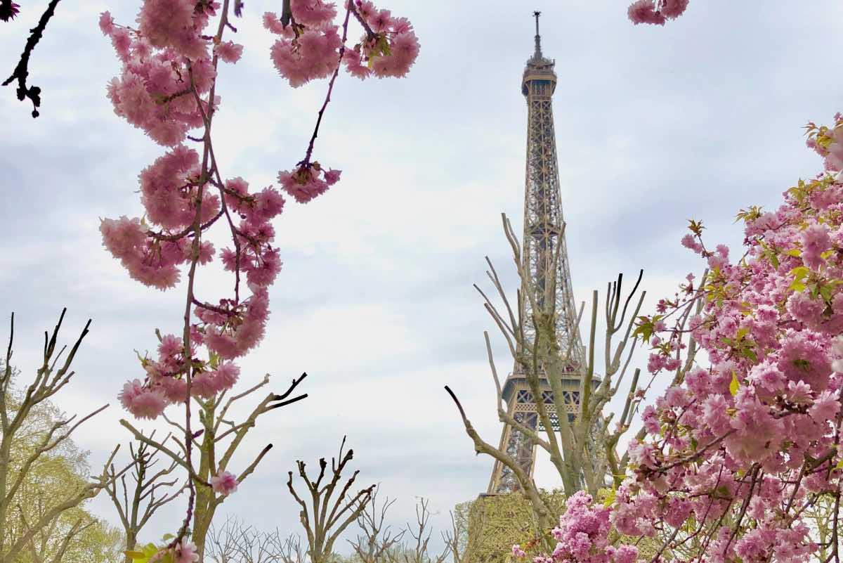 paris en avril cerisiers