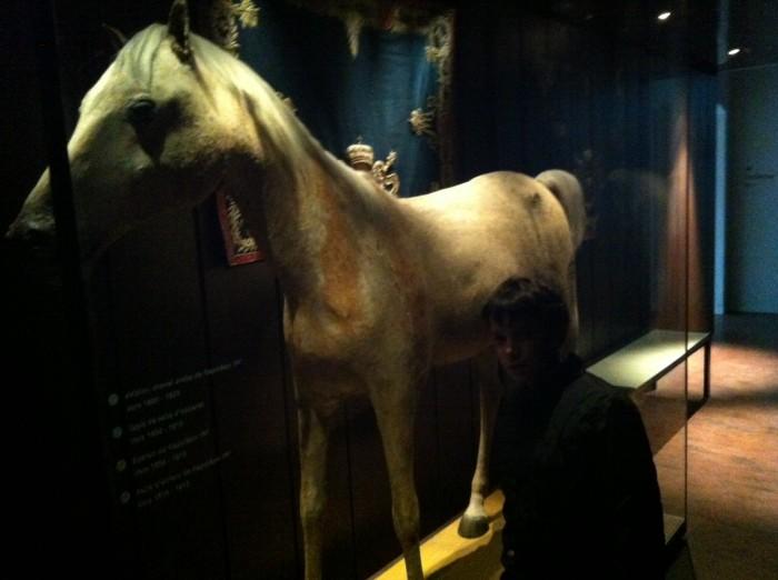 Le cheval blanc de Napoléon au Musée des Invalides