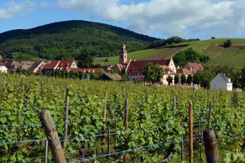 vins d'alsace