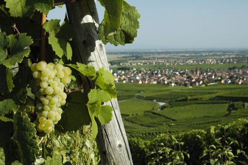 vins d'alsace