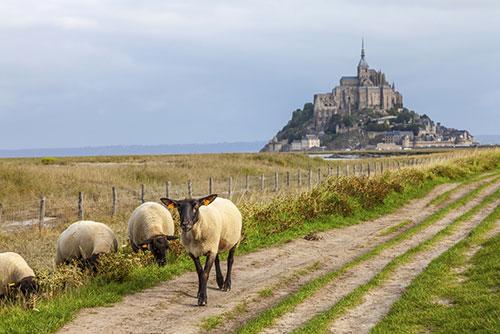 Cordeiros de pré-salé. Mont Saint Michel. Crédito foto: Zbyszko no Shutterstock