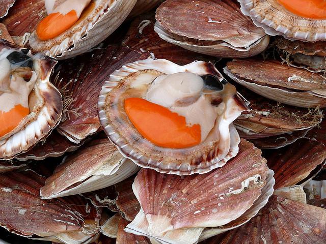 Coquilles Saint Jacques