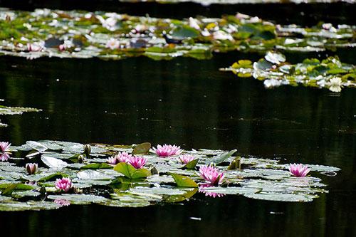 Jardin de Monet, nénuphars. mat's eye sur Flickr