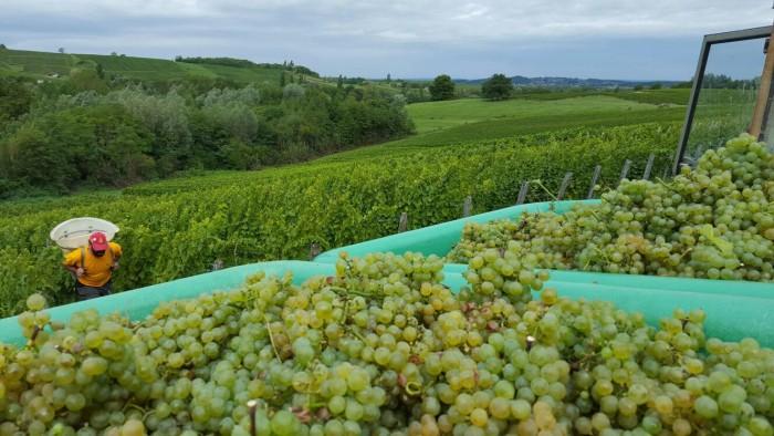 En France, la récolte des raisins destinés à la production de vin est appelée Vendange.