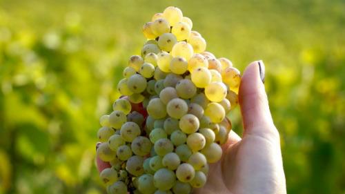 Les raisins fraîchement récoltés