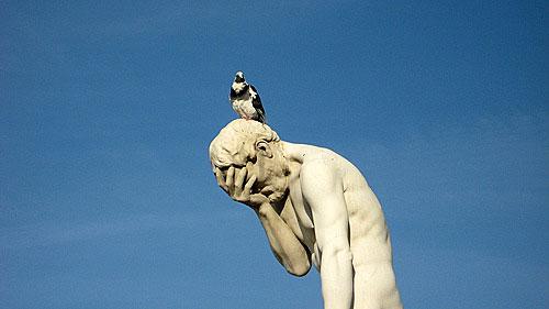 Pigeons de Paris