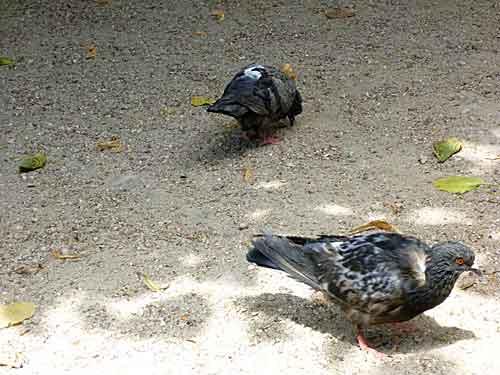 Pigeons urbains