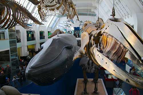 Musée d'Histoire Naturelle. Kathryn Yengel sur Flickr