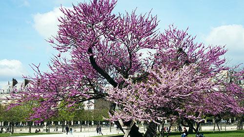Parce que j'aime le printemps