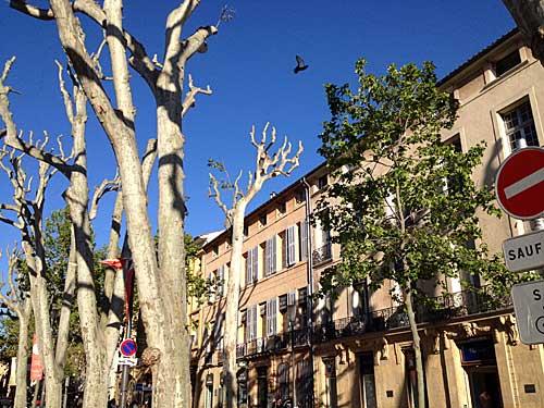 Cours Mirabeau et ses arbres en mai