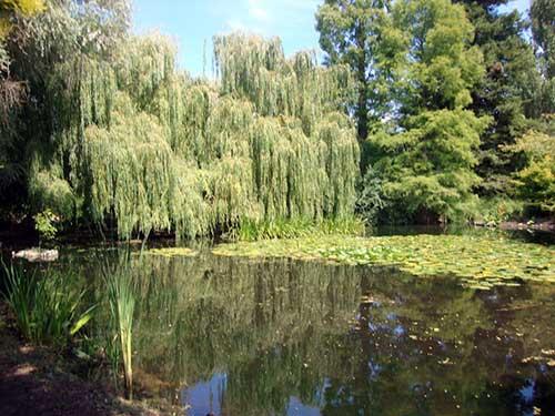 Jardin Botanique de l'Université de Cambridge. Photo : Mariana Martins