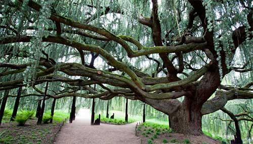 L'arbre le plus beau