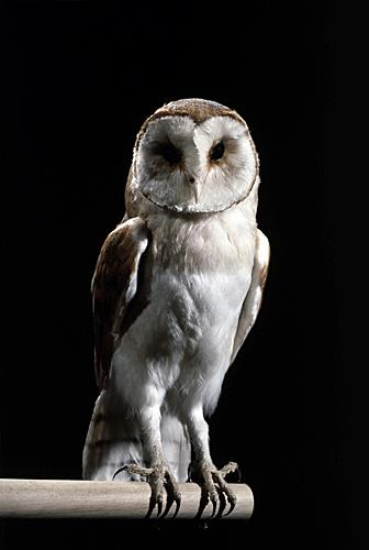 Chouette, un des animaux nocturnes