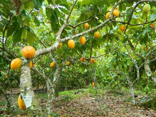 Cacao à l'ombre de la Forêt Atlantique