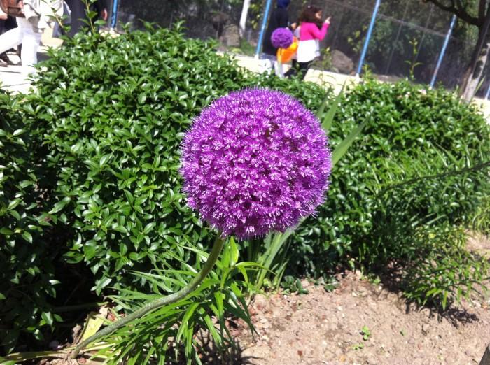 Fleurs, plantes et animaux dans le jardin