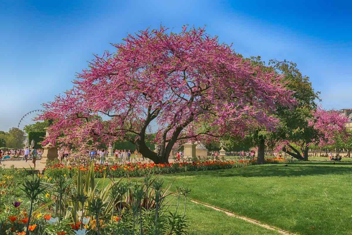 paris au printemps tuileries