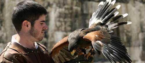 Aigles et faucons de Provins