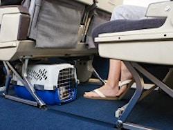 chien avion cabine