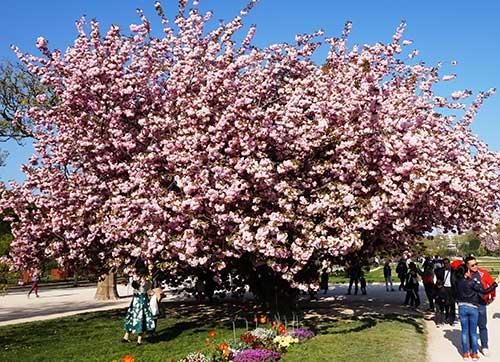 Printemps à Paris et les cerisiers en fleurs