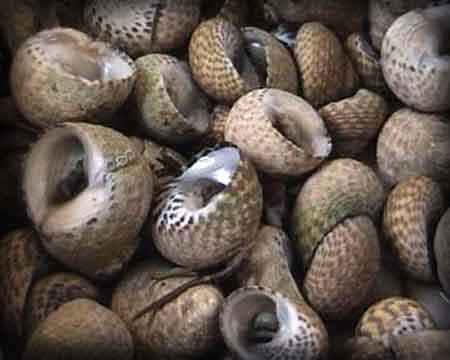 Plats typiques français : l'escargot