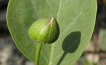 Graines et plants de plantes aromatiques