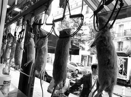 Créativité des chefs français : l'art de préparer des rats