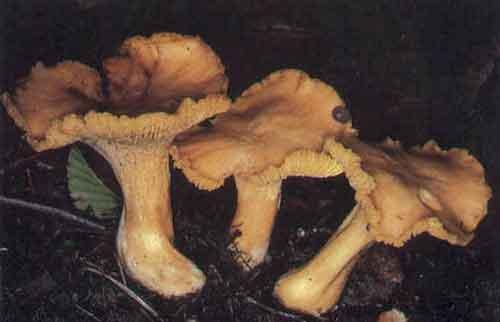 Plats typiques français - la girolle
