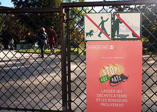 L'histoire d'amour des rats pour Paris