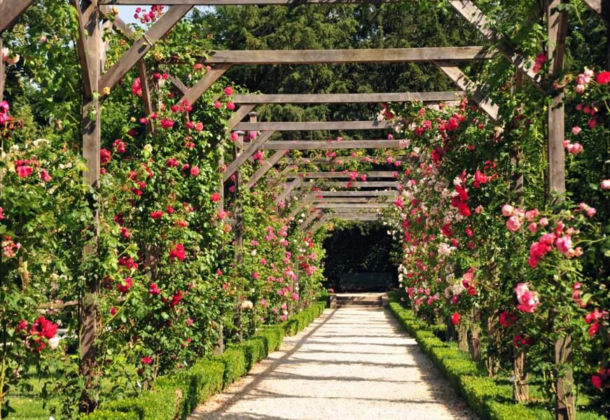 La roseraie du parc de Bagatelle