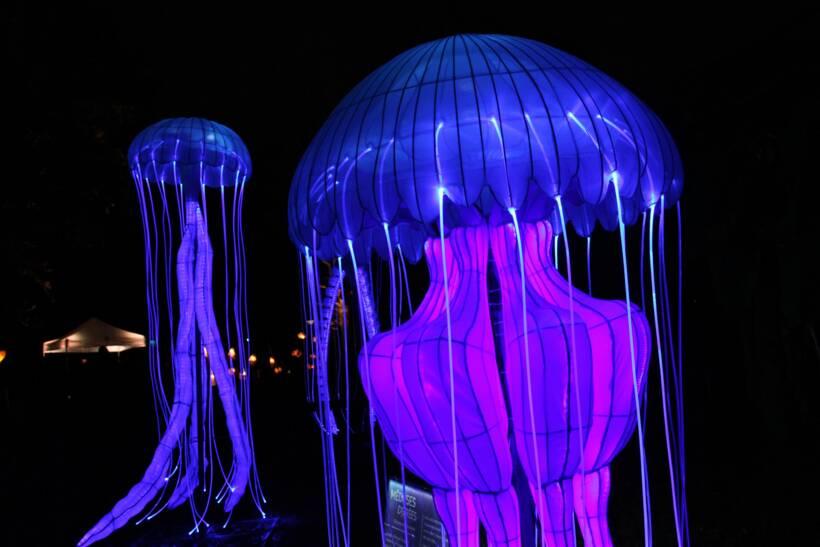 A luminous walk in the heart of the ocean to discover at the Jardin des Plantes in Paris